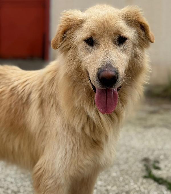 WHISKY e BIANCA, due cani bellissimi ma sfortunati Foto 4